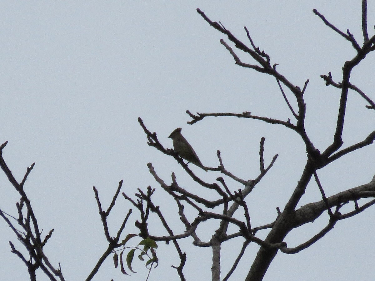 Cedar Waxwing - ML224359971
