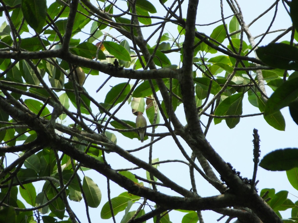 Cedar Waxwing - ML224360361
