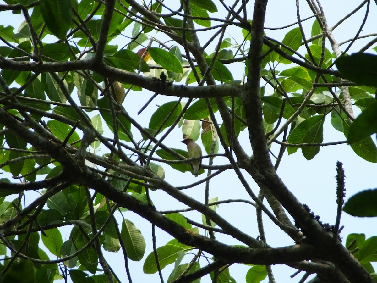 Cedar Waxwing - ML224360371