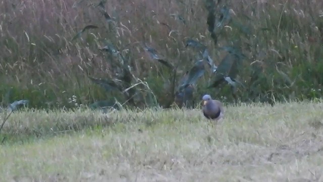 Gray-headed Lapwing - ML224360591