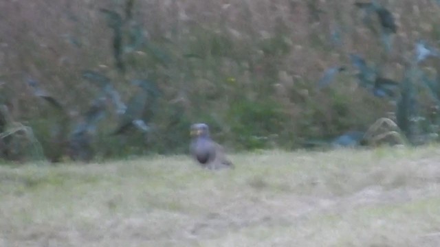 Gray-headed Lapwing - ML224360611