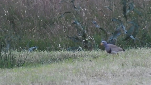 Gray-headed Lapwing - ML224360621