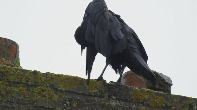 Pied Crow - ML224361561