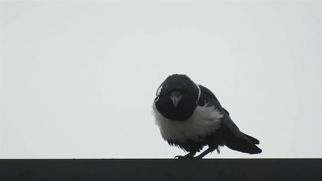 Pied Crow - ML224361681