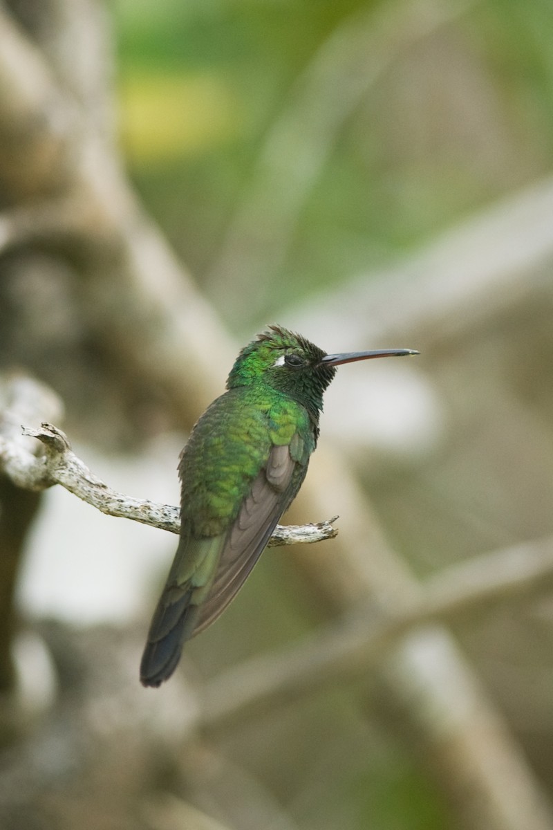 kolibřík kubánský - ML22436211