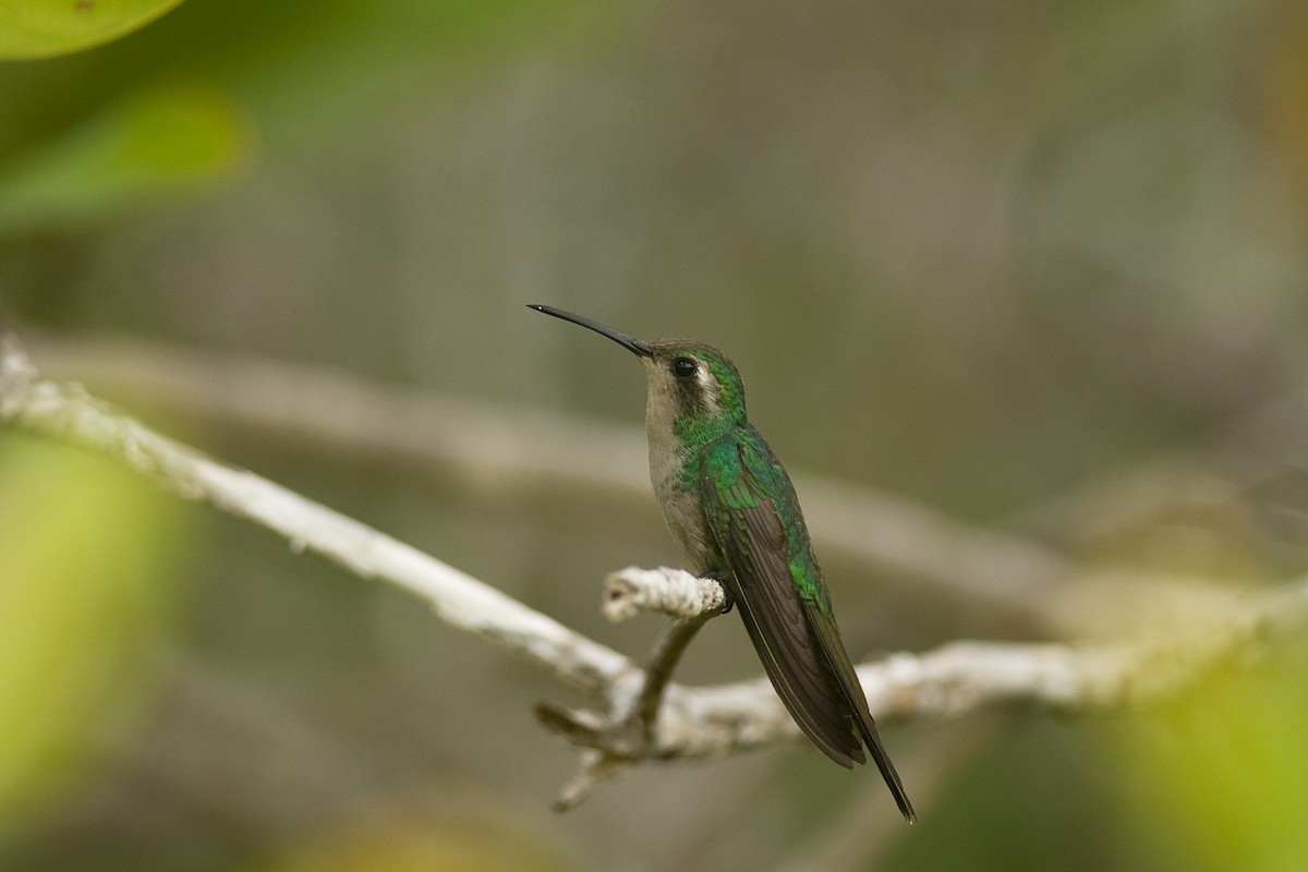 kolibřík kubánský - ML22436231