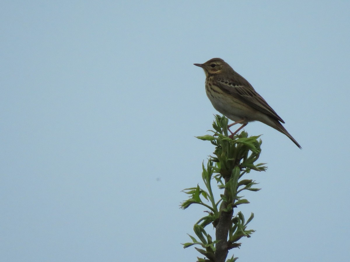 Tree Pipit - ML224362471