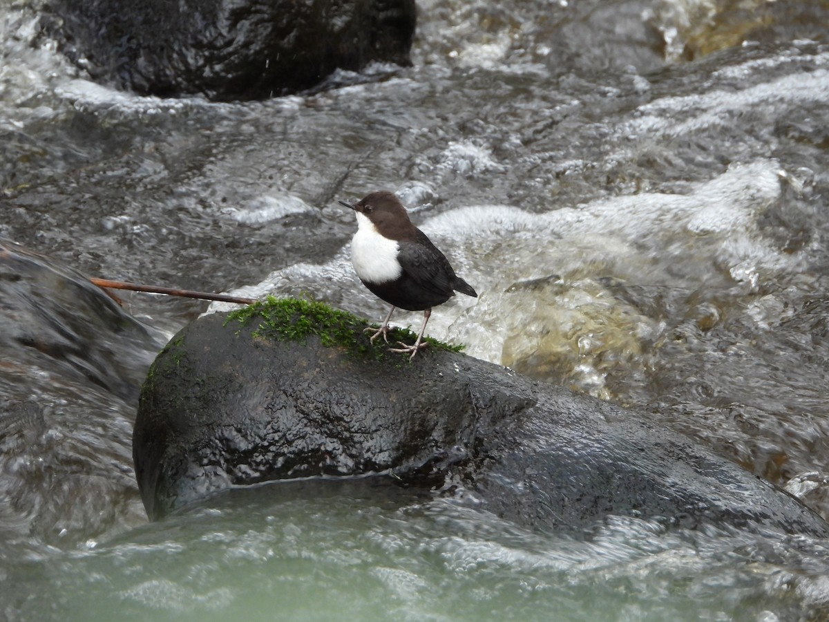 Гялаан омруут харзлай - ML224362511