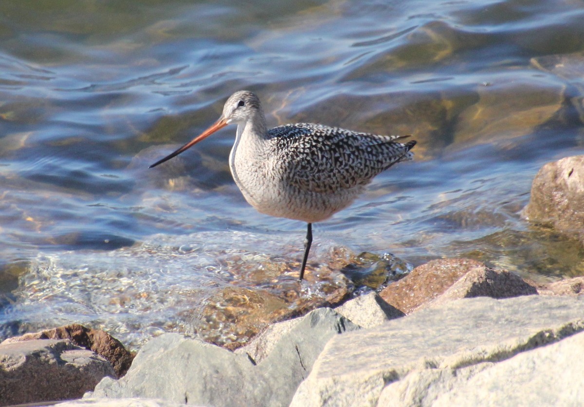 Marbled Godwit - Laurel Barnhill