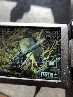 Black-crowned Night Heron - ML224366821