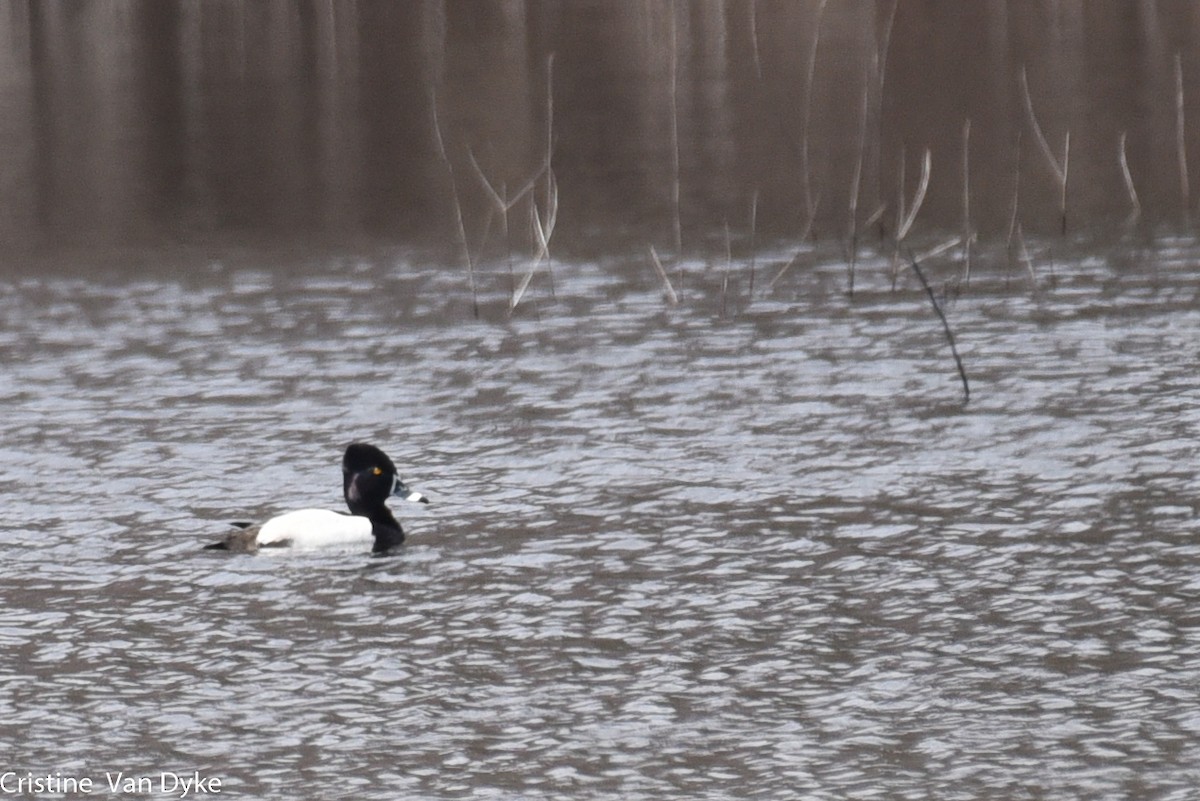 Ring-necked Duck - ML224367201