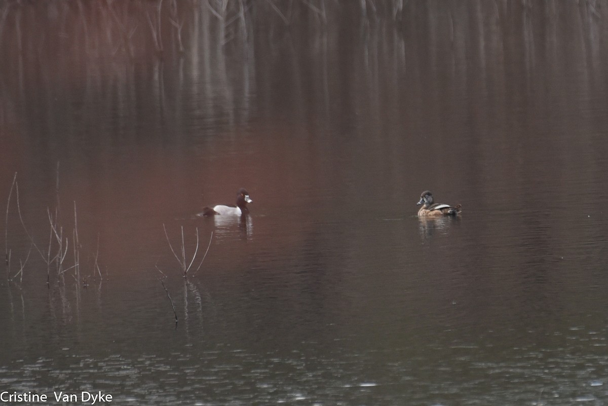 Ring-necked Duck - Cristine Van Dyke