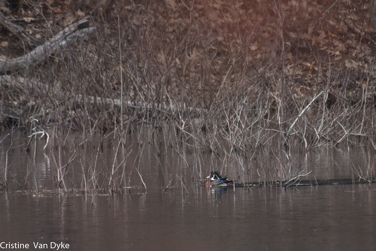 Wood Duck - ML224367261