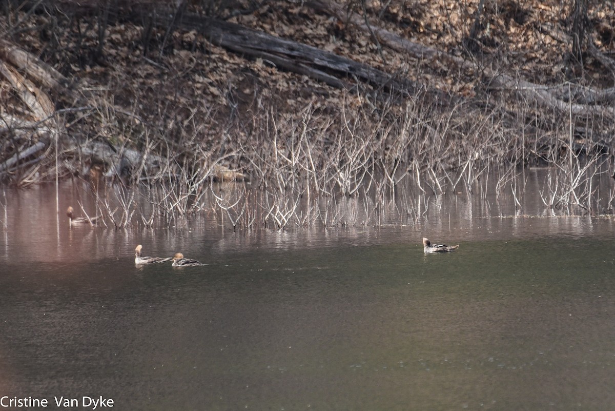 Hooded Merganser - Cristine Van Dyke