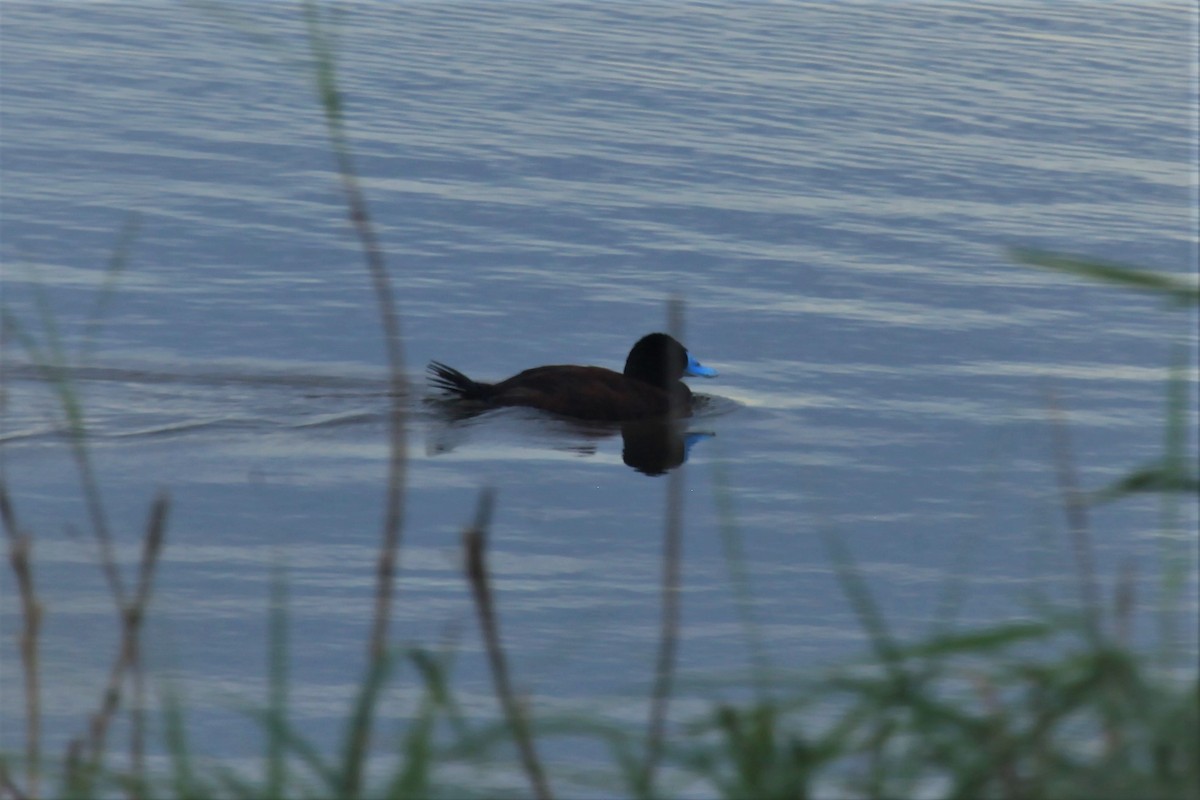 Blue-billed Duck - ML224368991