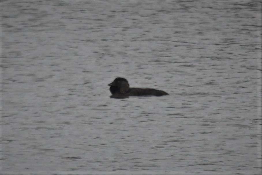 Musk Duck - ML224369091