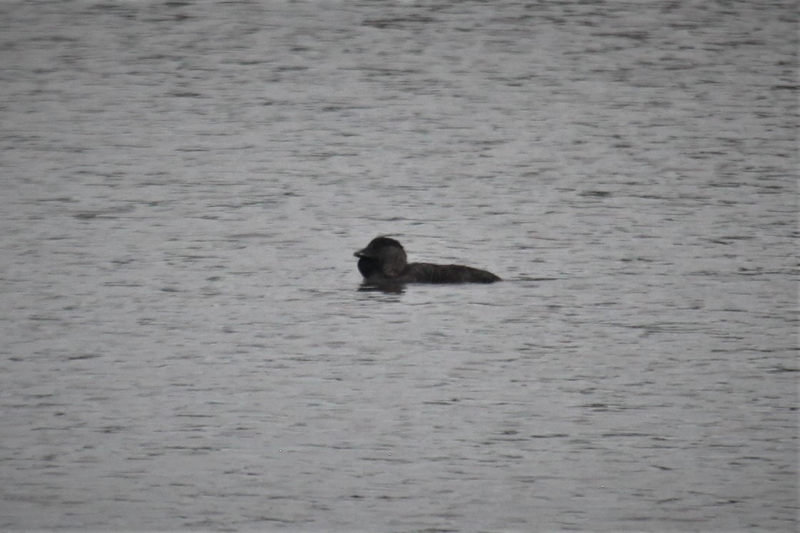 Musk Duck - ML224369101