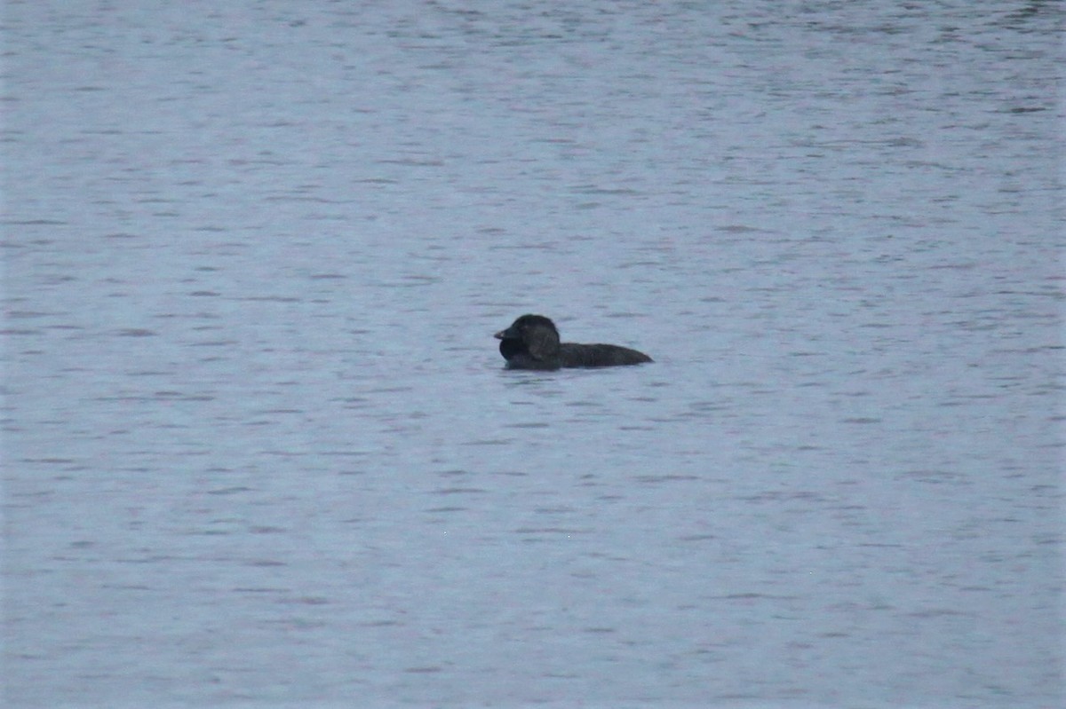 Musk Duck - ML224369111