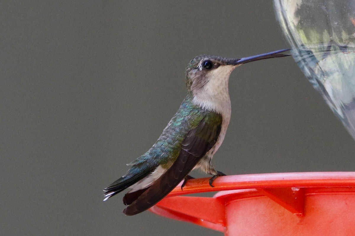 Ruby-throated Hummingbird - ML224369161