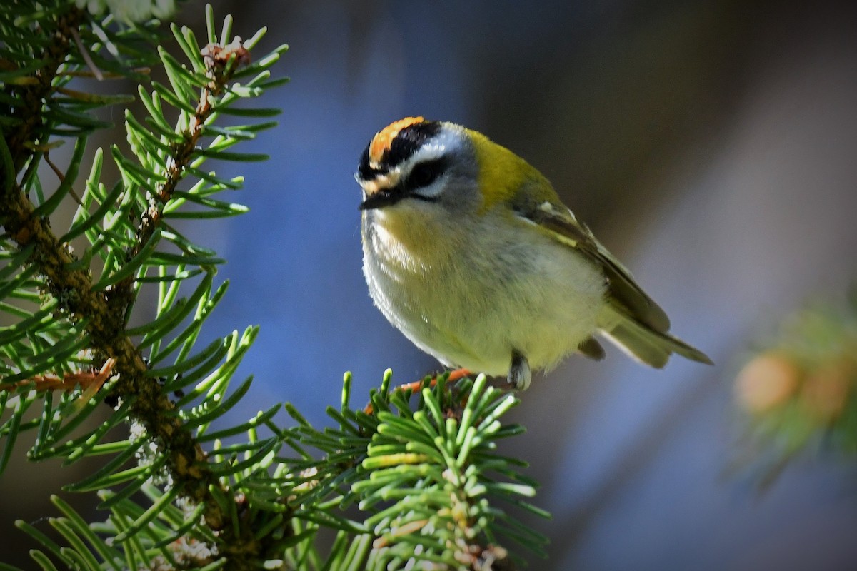 Common Firecrest - ML224369441