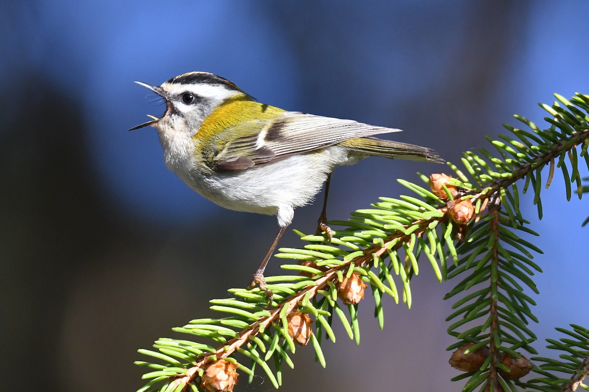 Common Firecrest - ML224369561