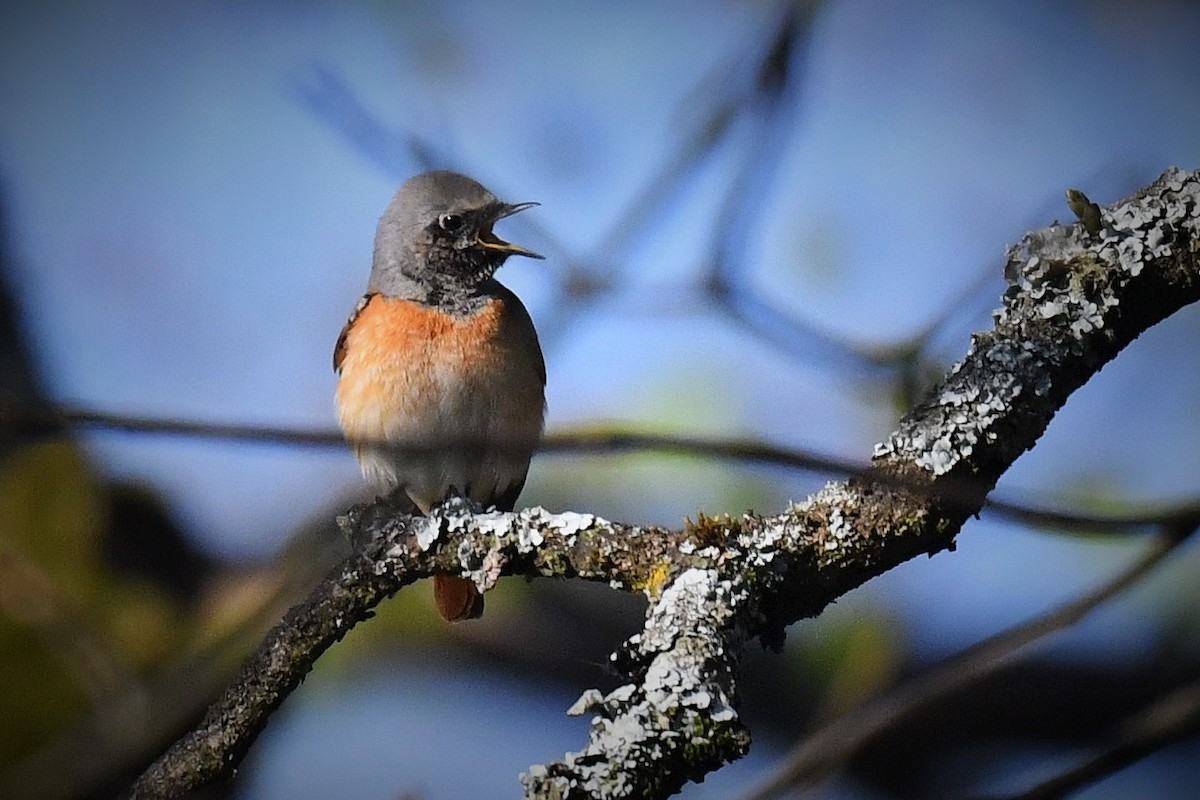 Common Redstart - ML224369651