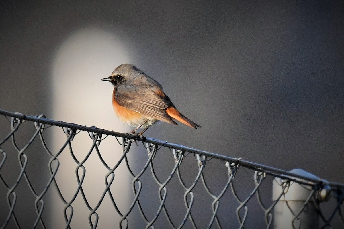 Common Redstart - ML224369671