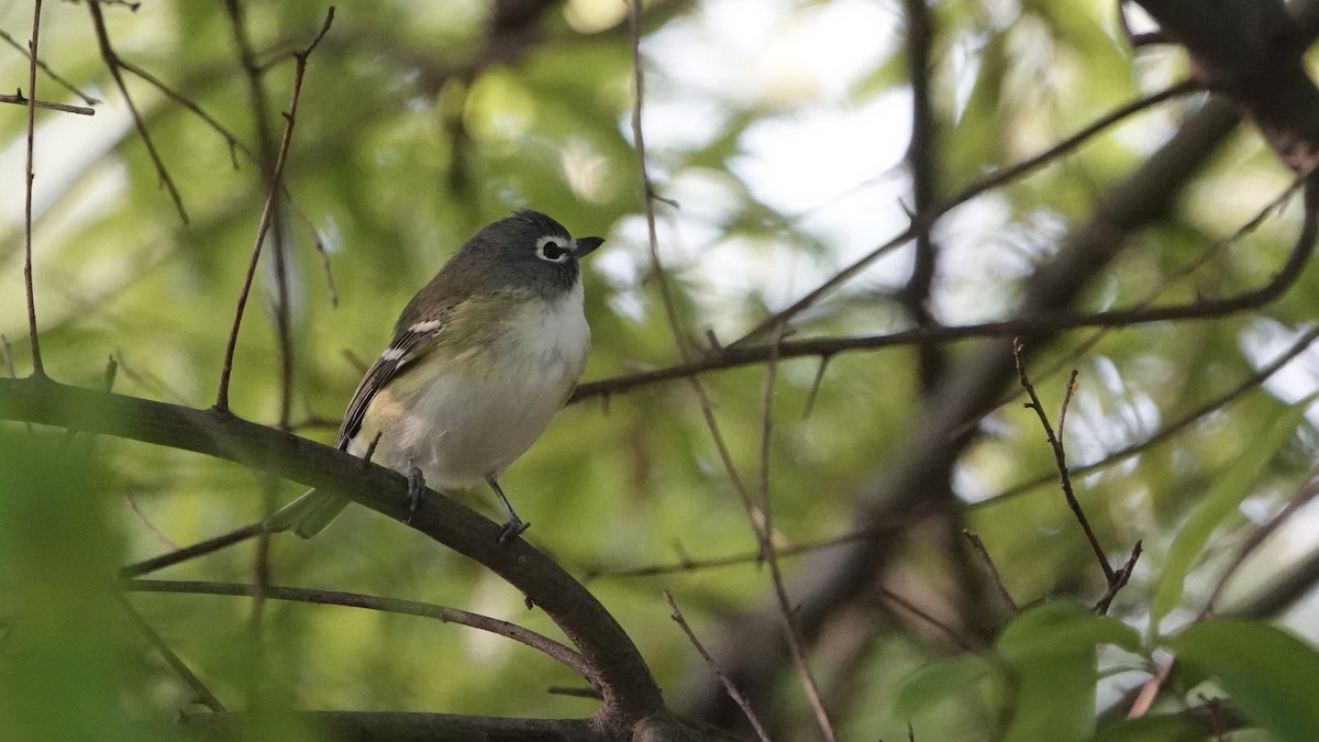 Blue-headed Vireo - ML224370671