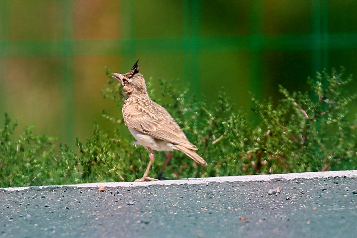 Crested Lark - ML224371441