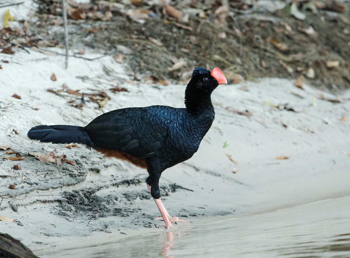 Razor-billed Curassow - Nick Athanas