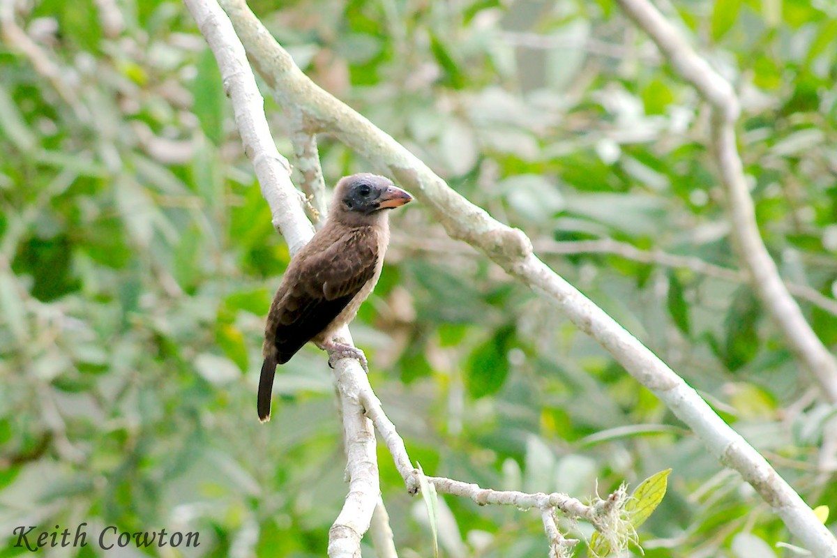 Naked-faced Barbet - ML224372651