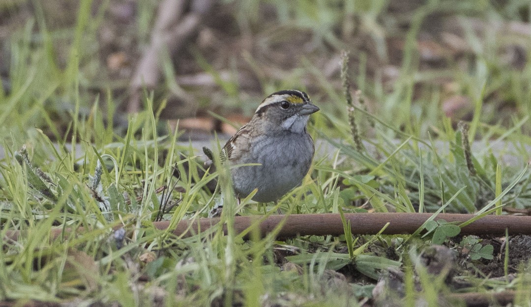 White-throated Sparrow - ML22437411