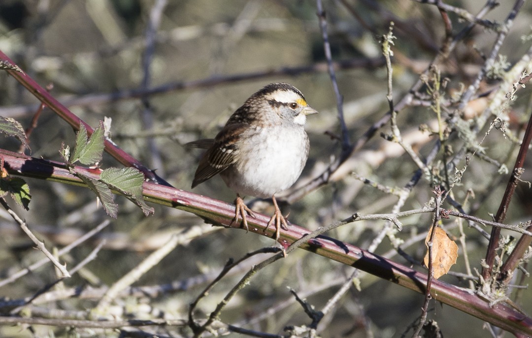 White-throated Sparrow - ML22437421