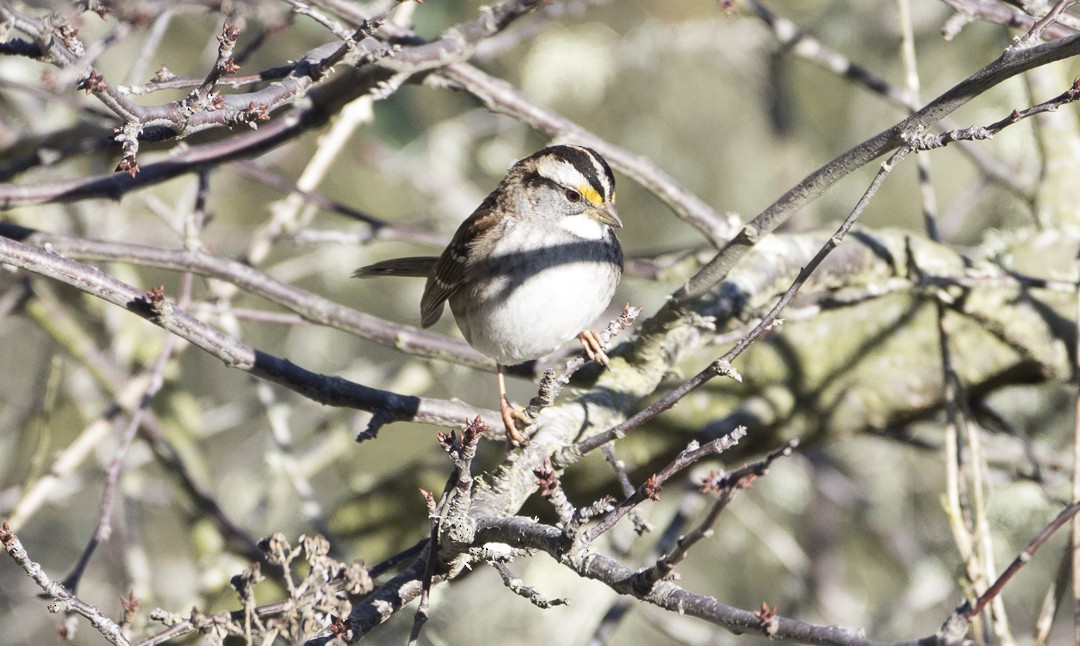 White-throated Sparrow - ML22437431