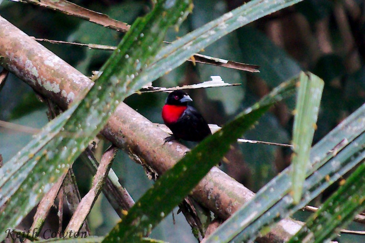 Blue-billed Malimbe - ML224374481