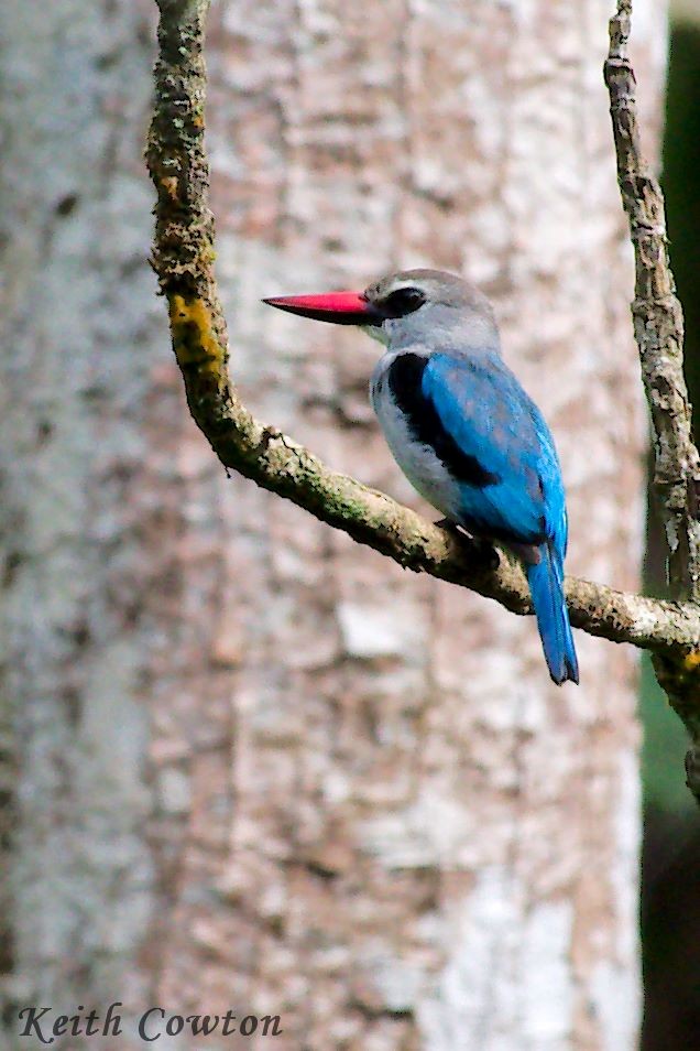 Woodland Kingfisher - ML224374571