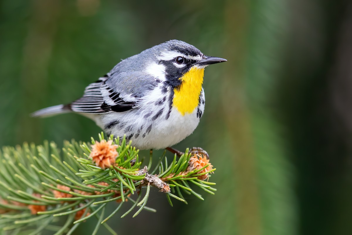 Yellow-throated Warbler - ML224374621