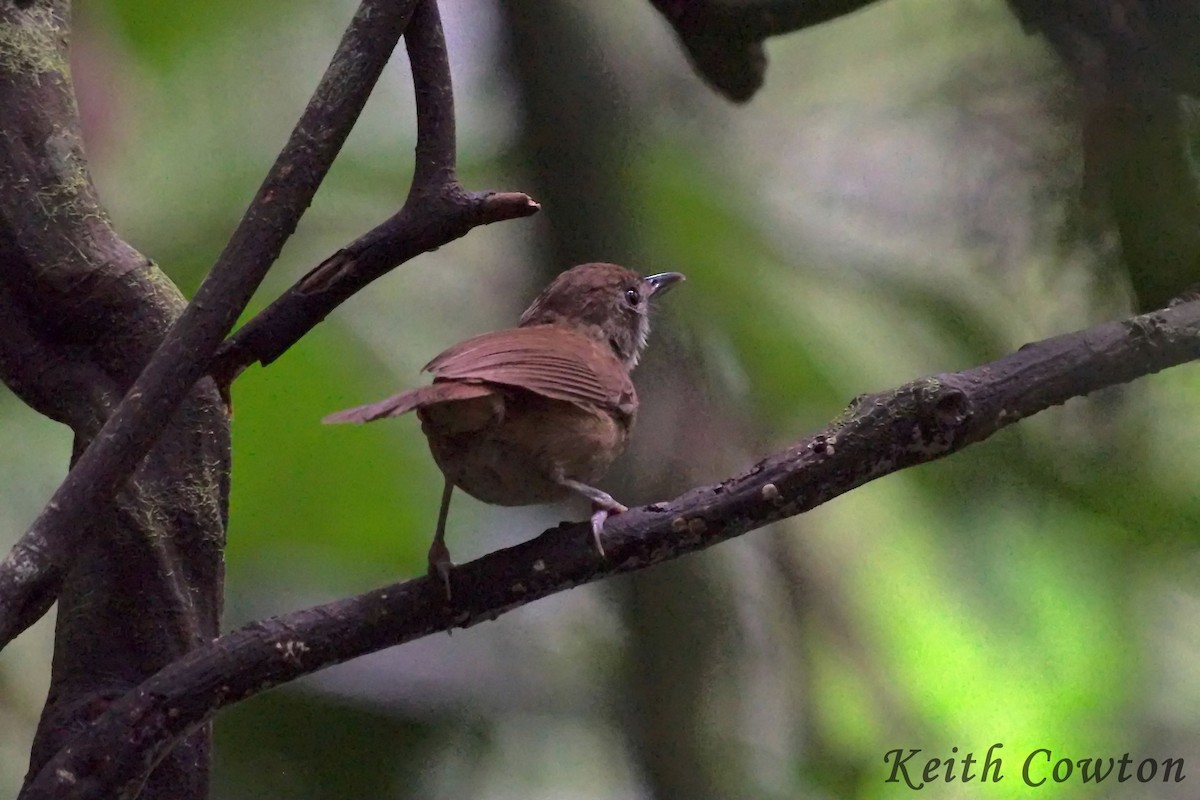 Pale-breasted Illadopsis - ML224374641