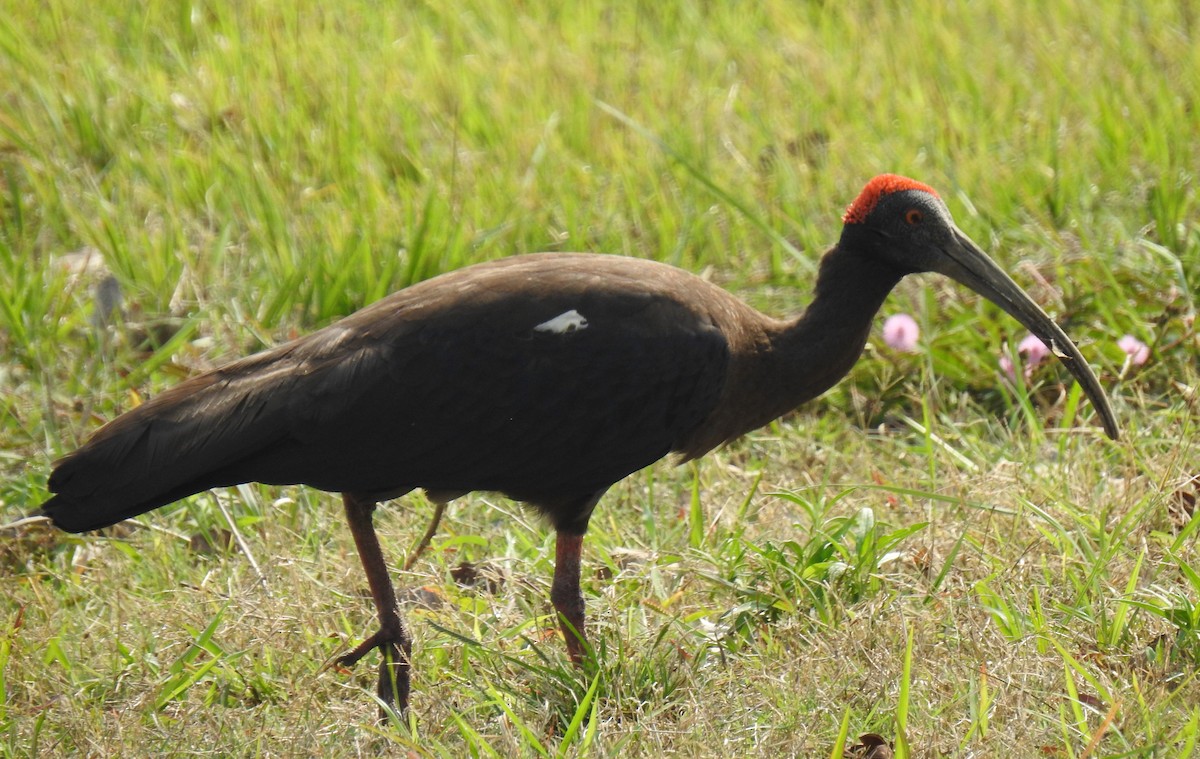 Red-naped Ibis - ML224375281