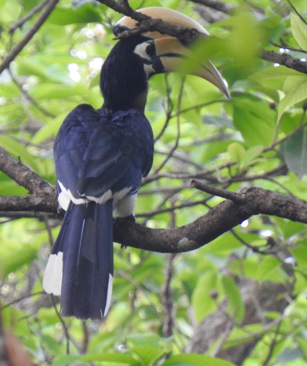 Oriental Pied-Hornbill - Dr Mita Gala