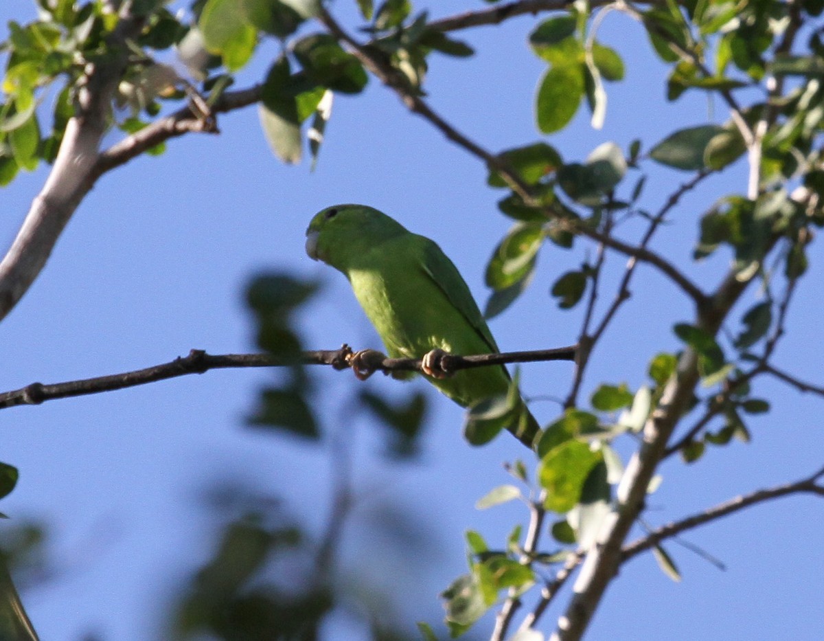 Мексиканский воробьиный попугайчик - ML224377111
