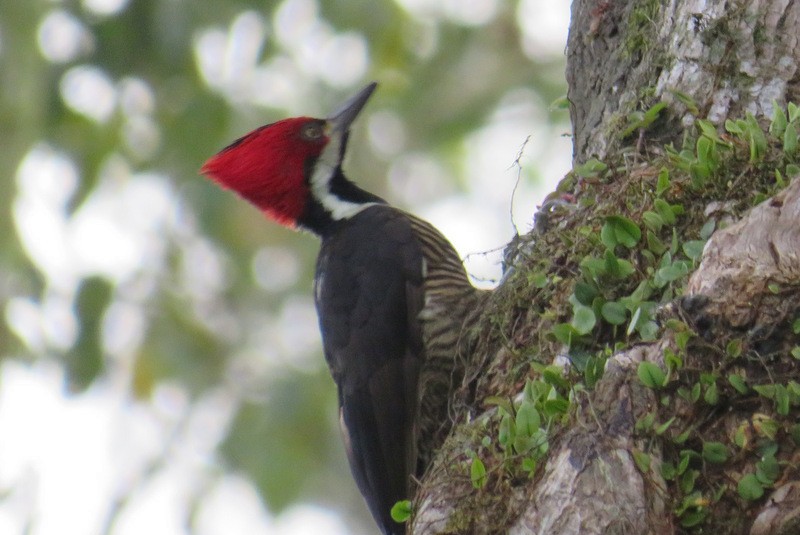 Guayaquil Woodpecker - ML224378741