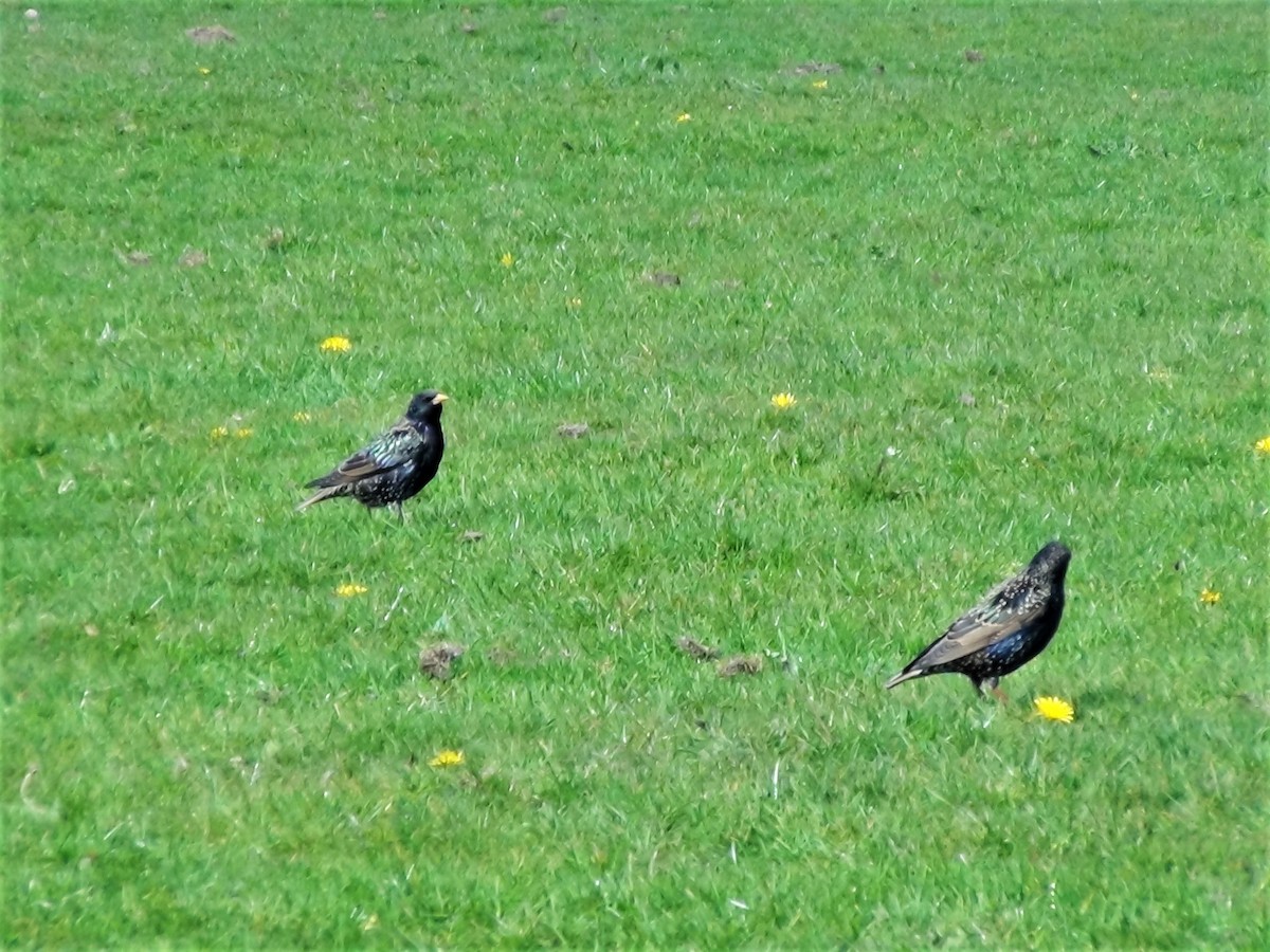 European Starling - ML224378991