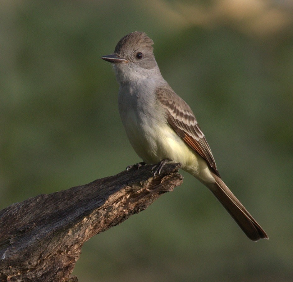 Ash-throated Flycatcher - ML224379061