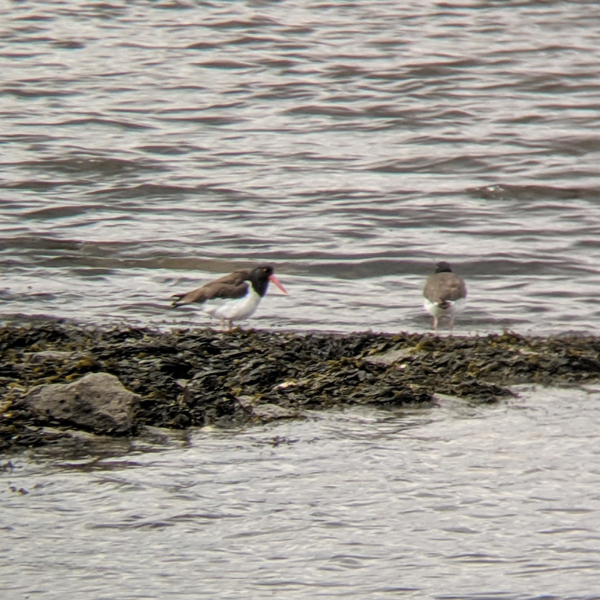 ústřičník americký - ML224379441