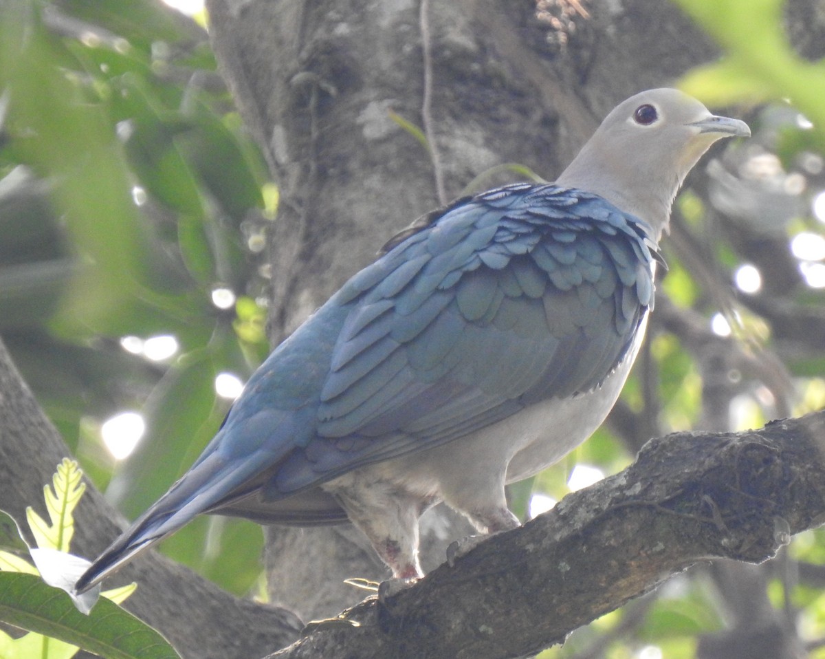 Green Imperial-Pigeon - ML224379451