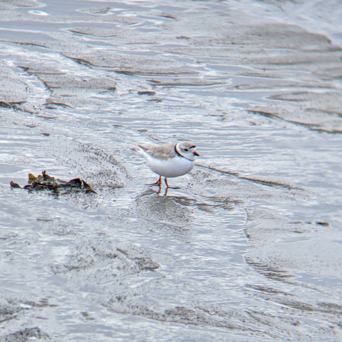 kulík pisklavý - ML224379491