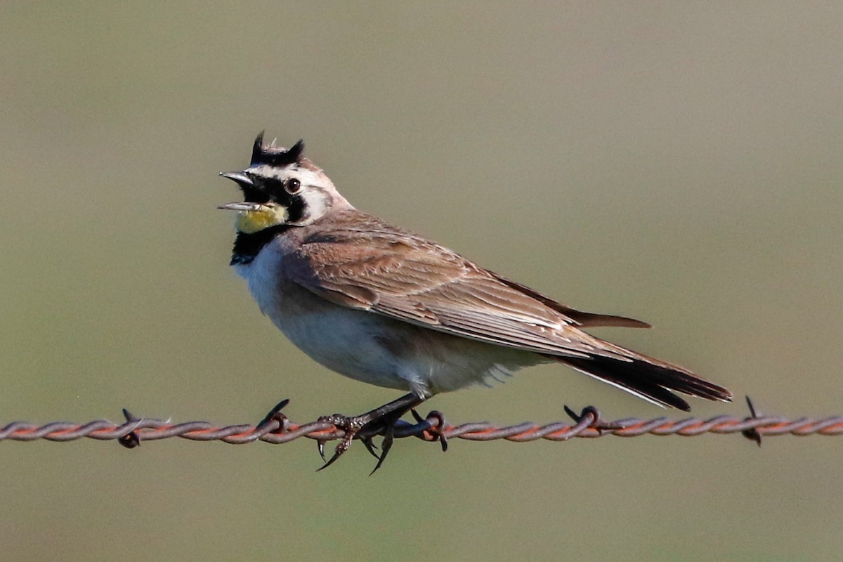 Horned Lark - Byron Stone