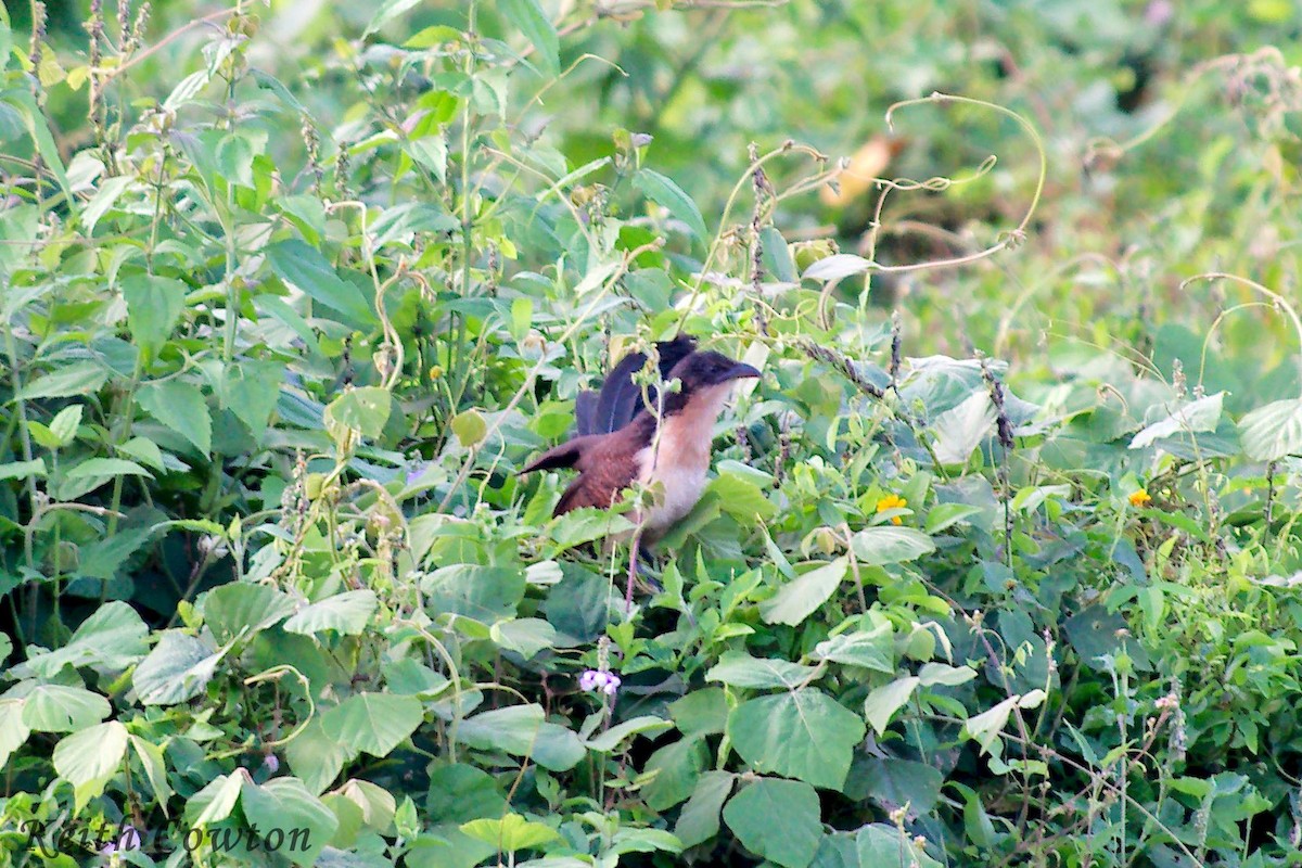 Blue-headed Coucal - ML224379781