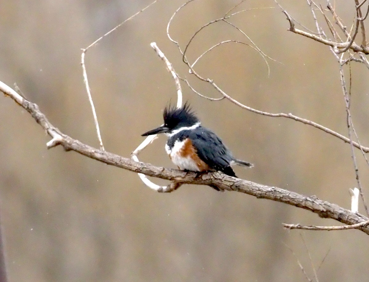Belted Kingfisher - ML224380851